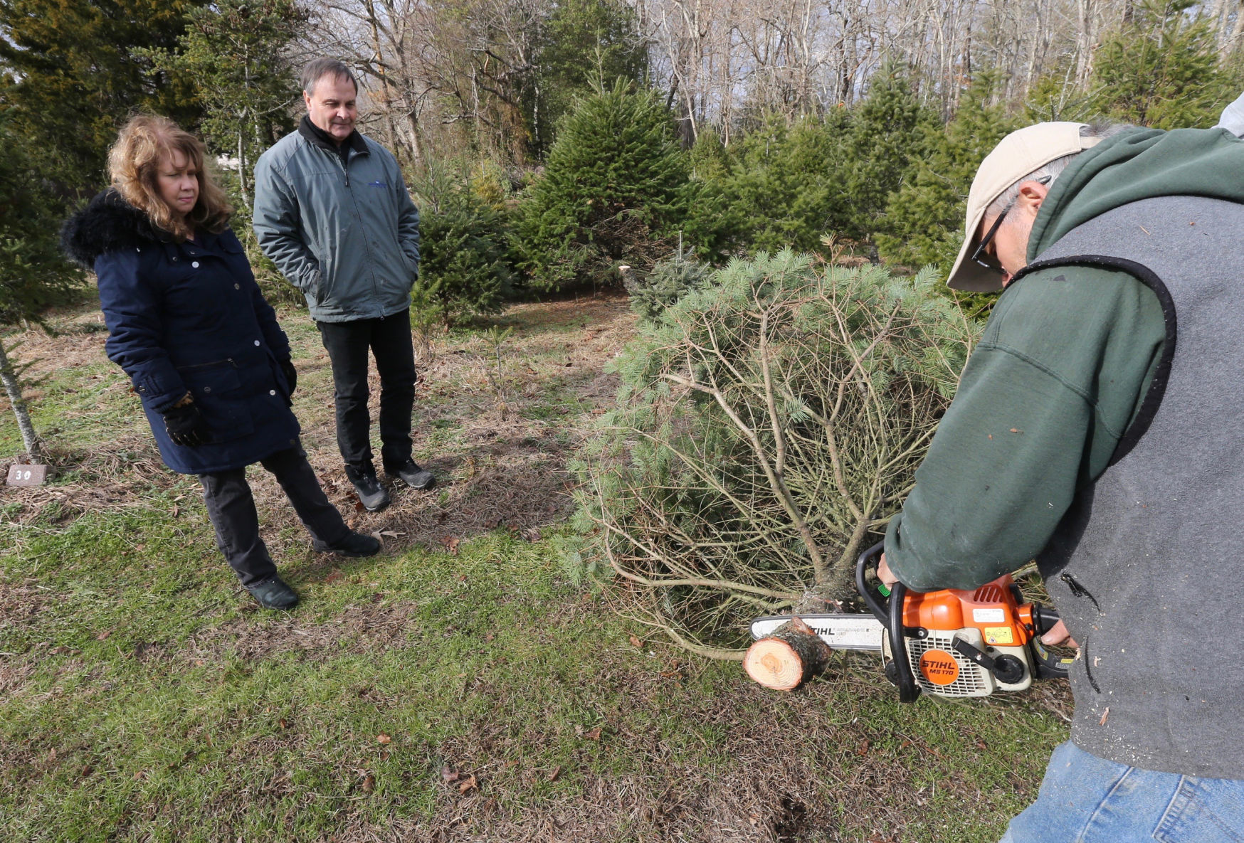 Littleworth Christmas Tree Farm